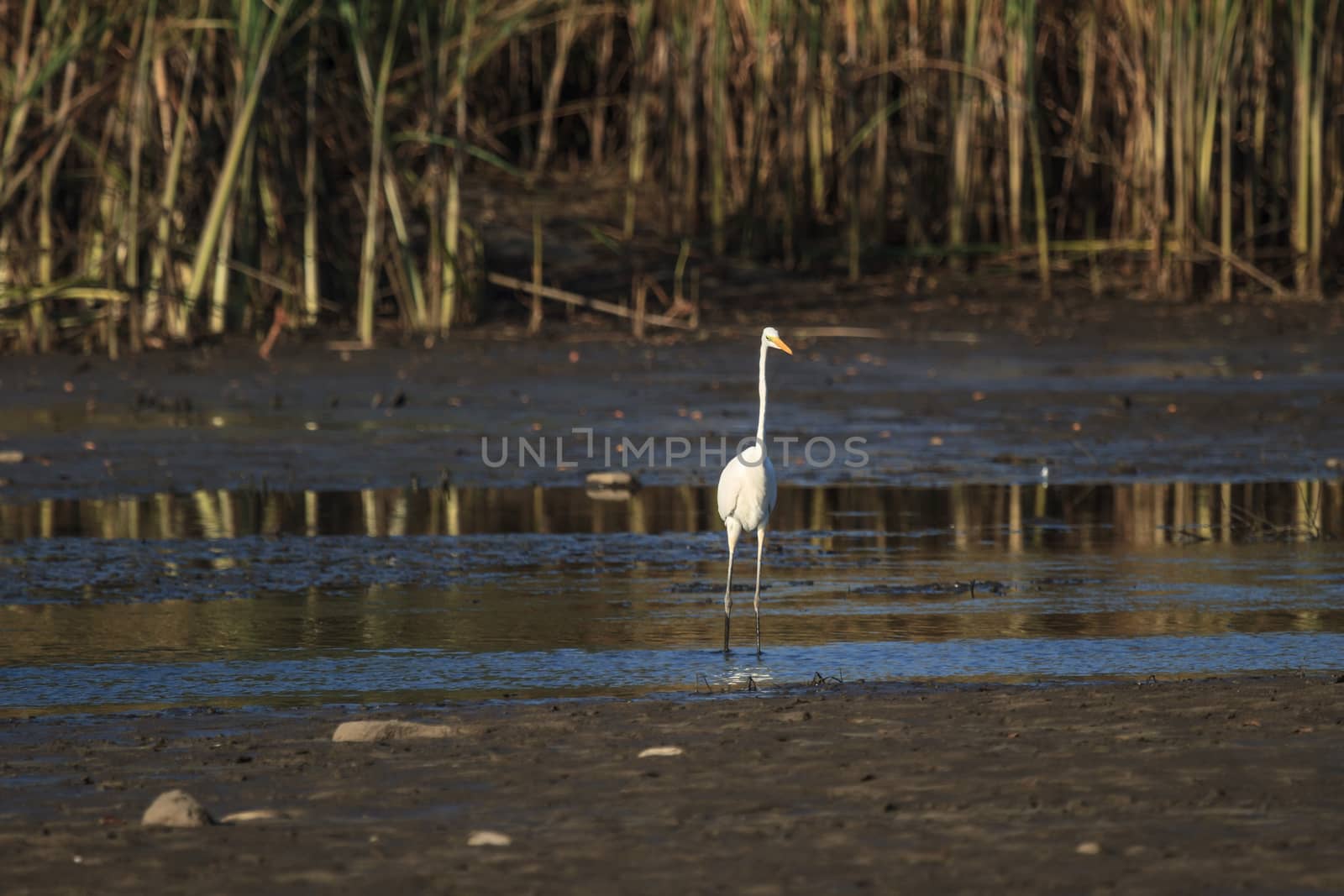 wild bird in natural habitat, nature series