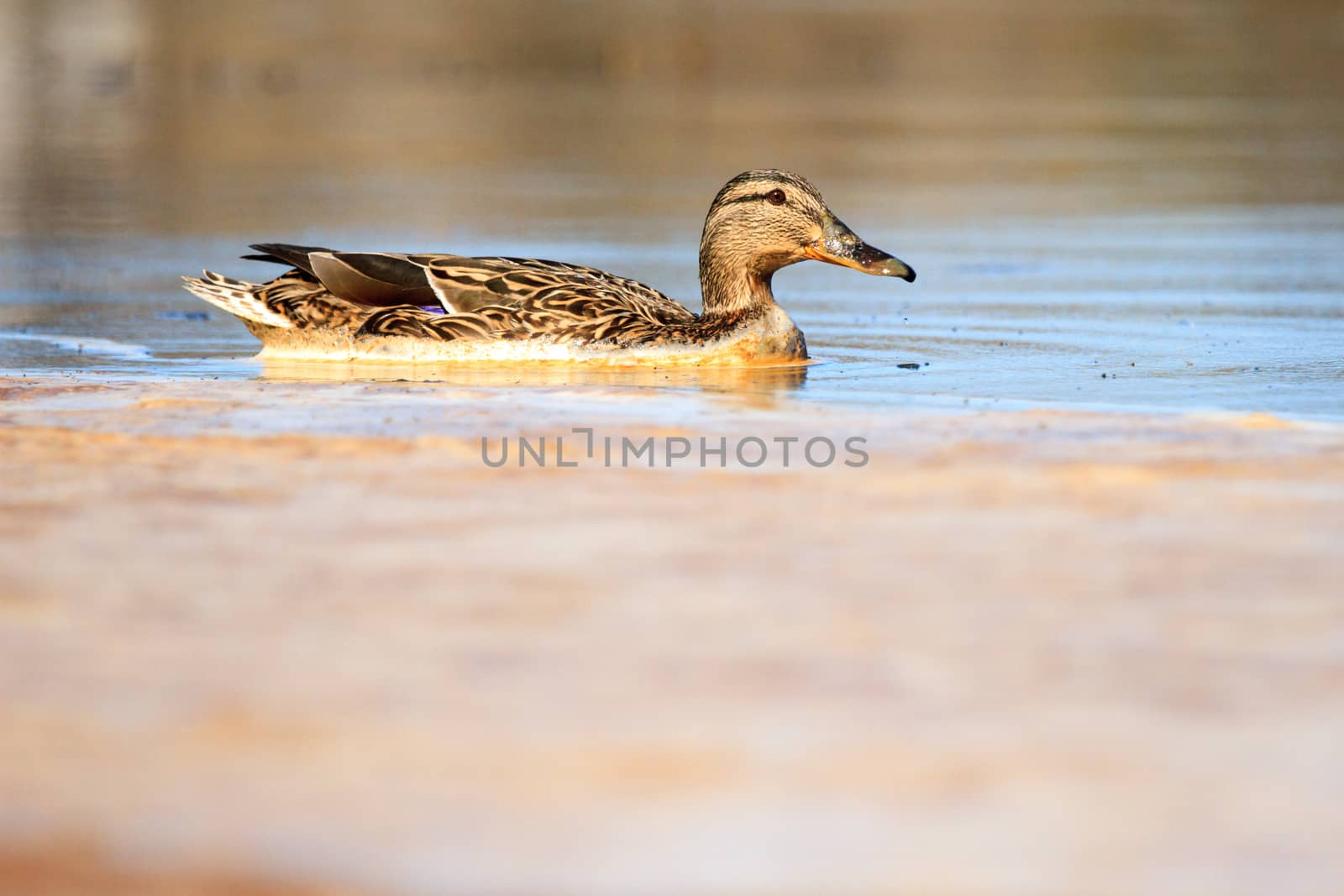 wild bird in their natural habitat, nature series