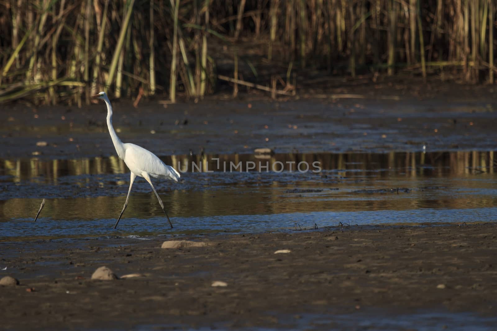 wild bird in natural habitat, nature series