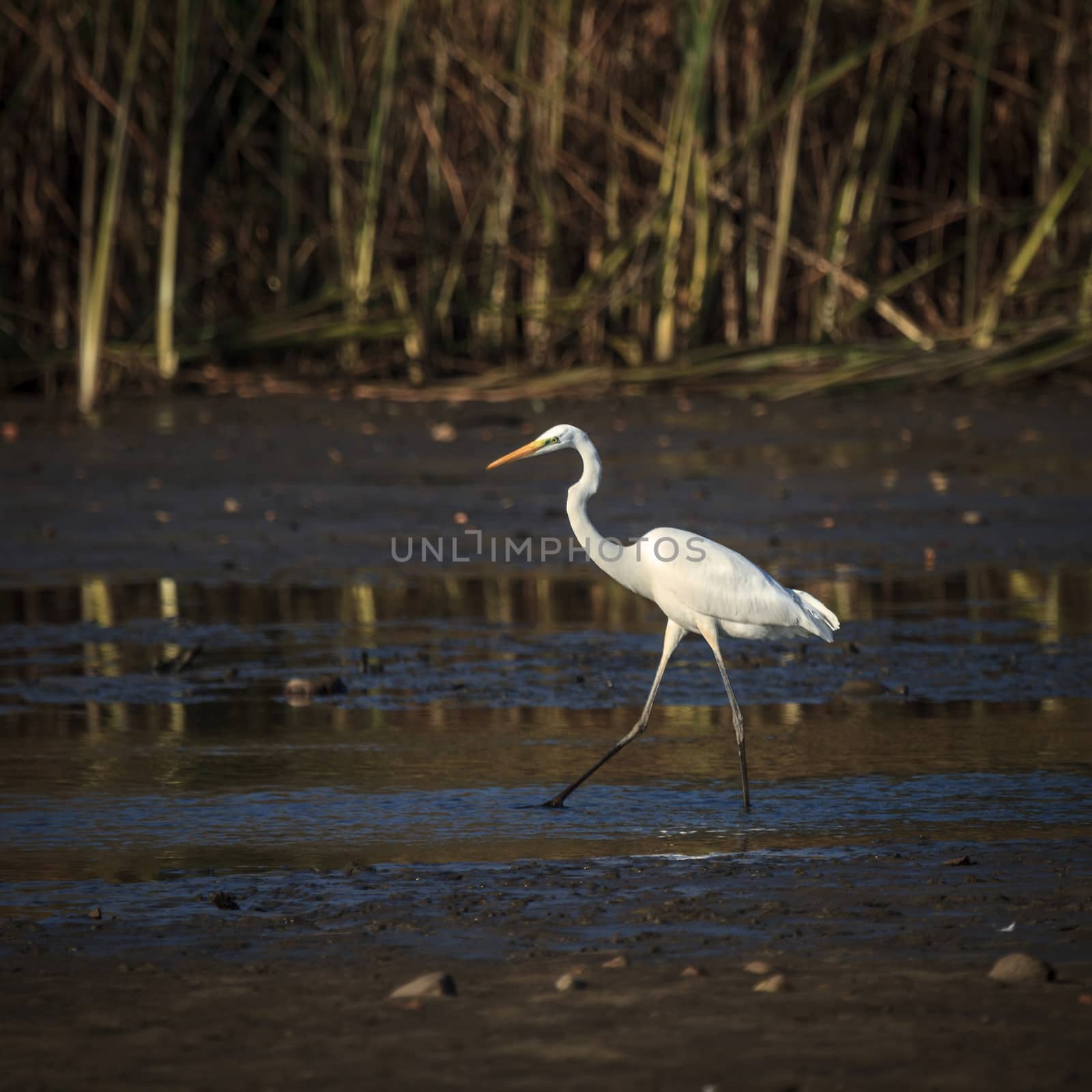 wild bird in natural habitat, nature series