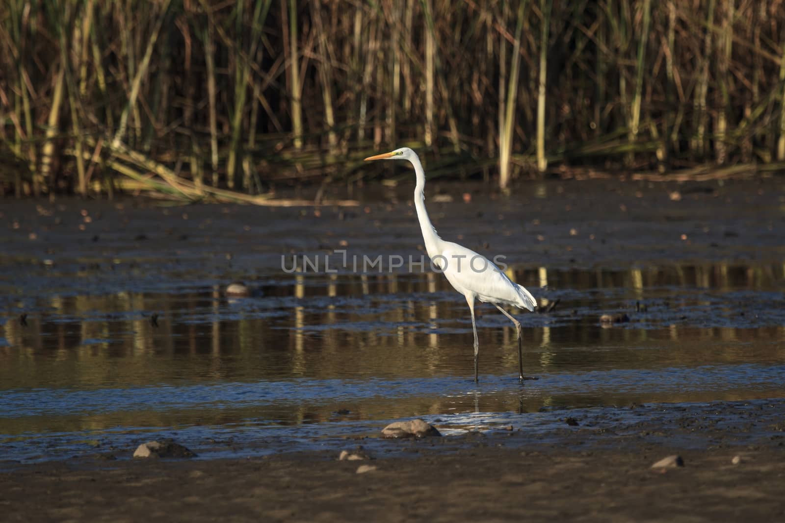 wild bird in natural habitat, nature series