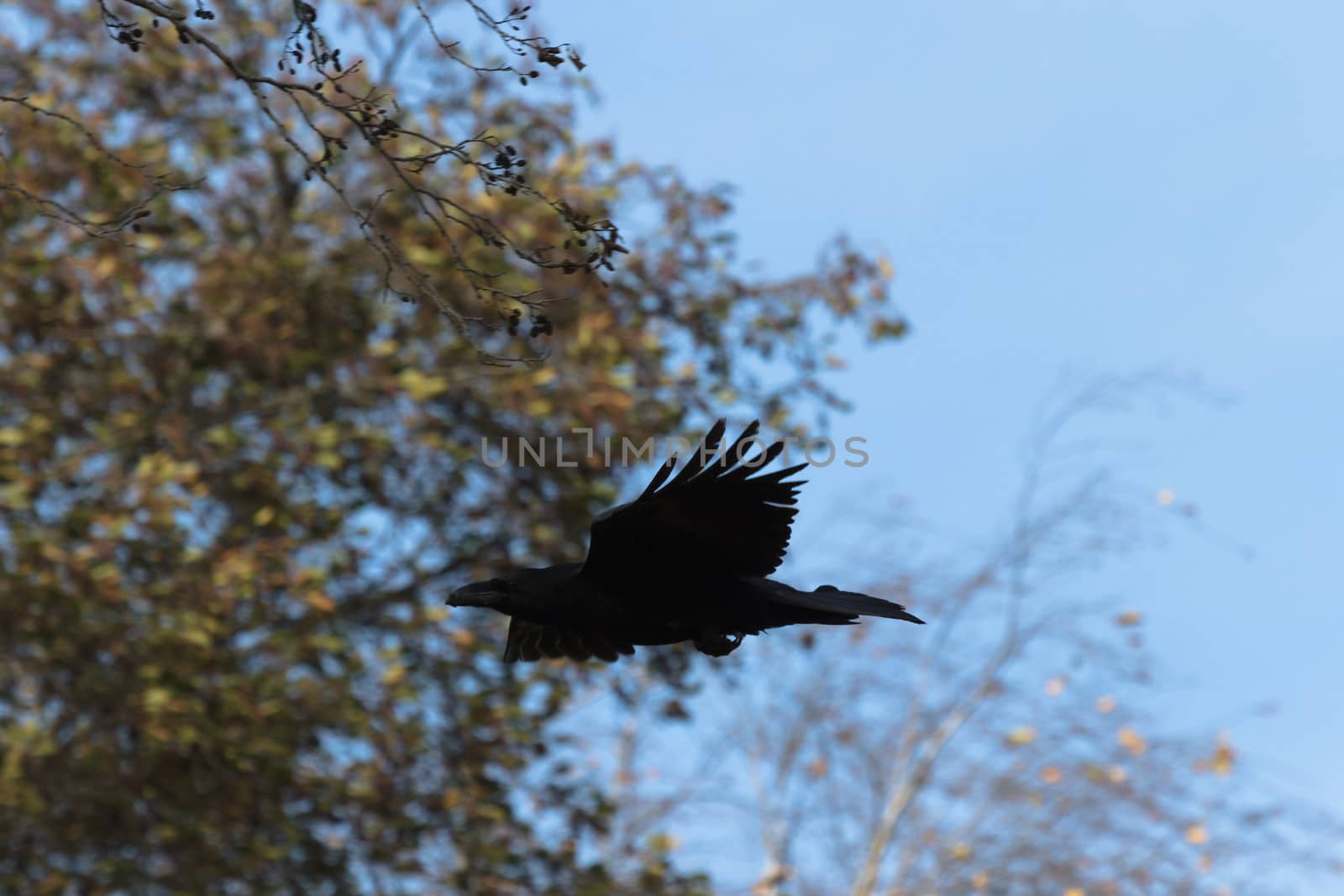 wild bird in natural habitat, nature series