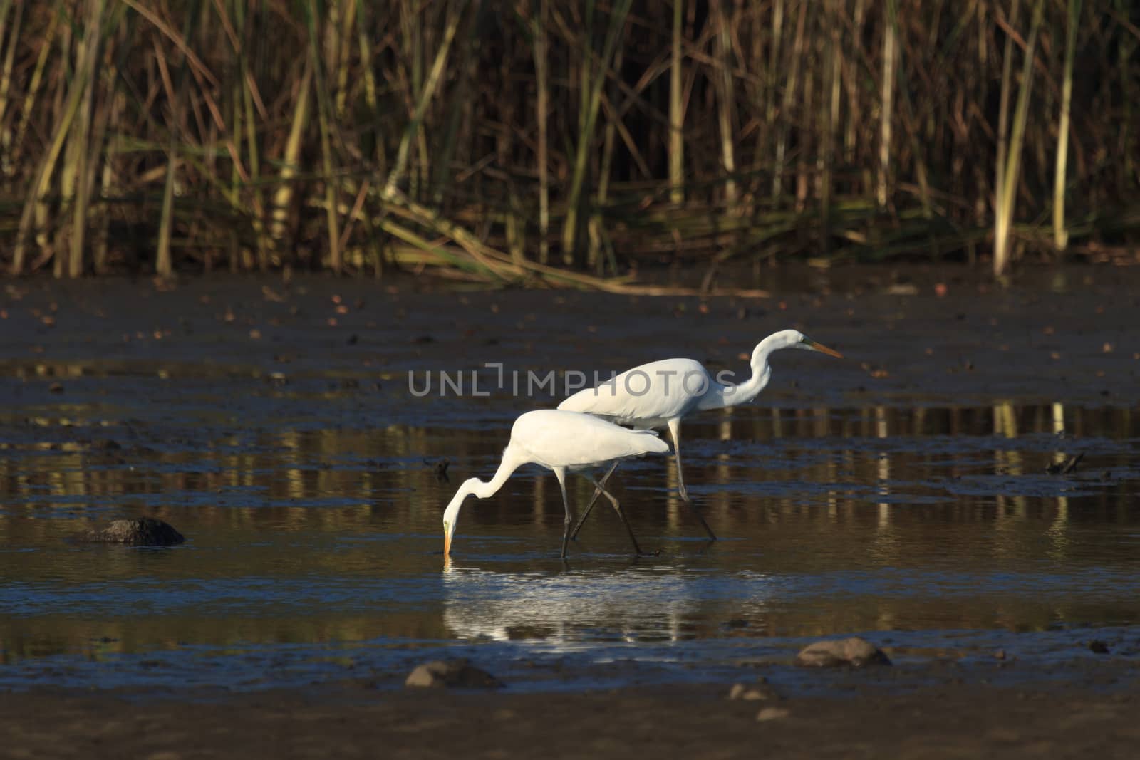 wild bird in natural habitat, nature series