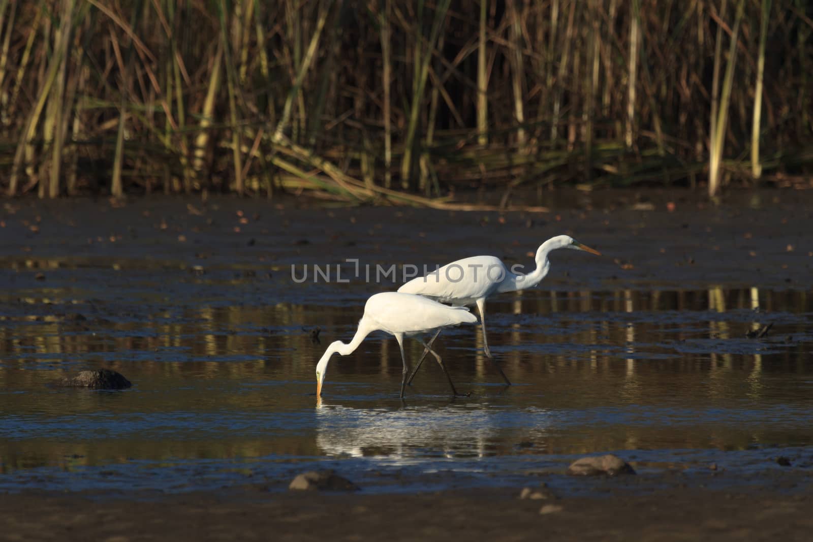 wild bird in natural habitat, nature series