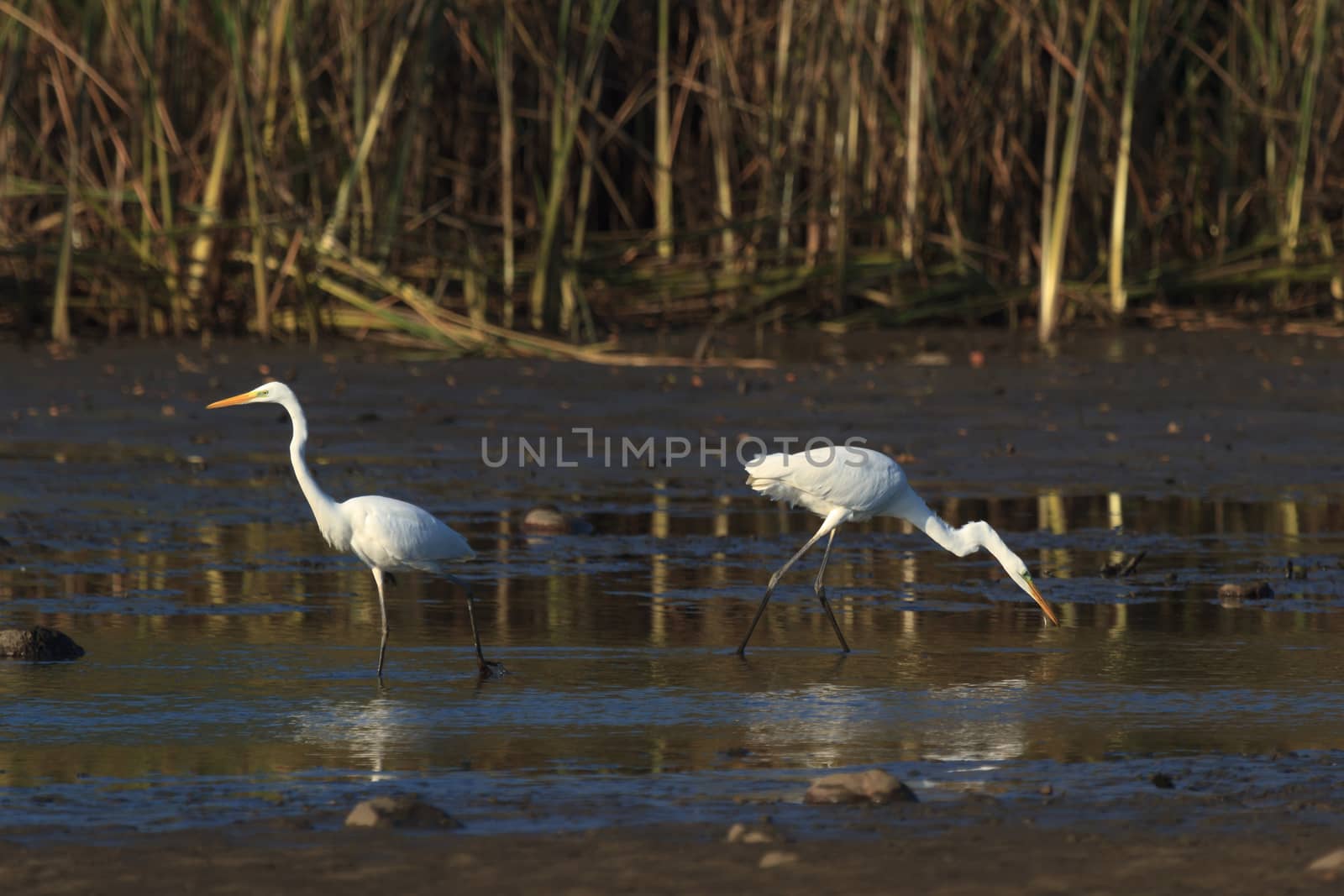 wild bird in natural habitat, nature series