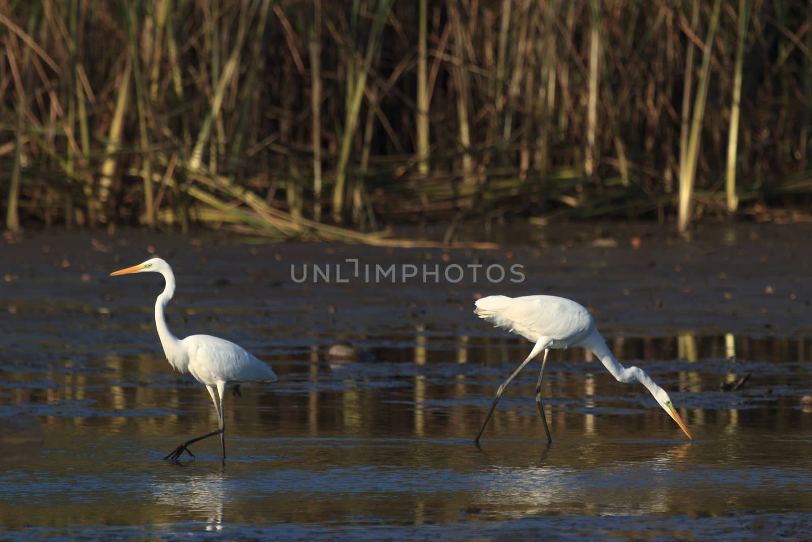 wild bird in natural habitat, nature series