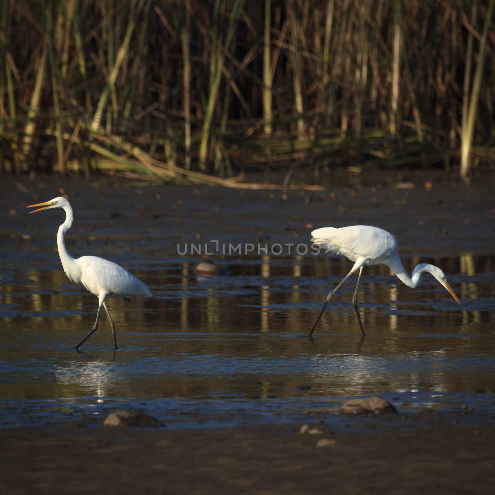 wild bird in natural habitat, nature series