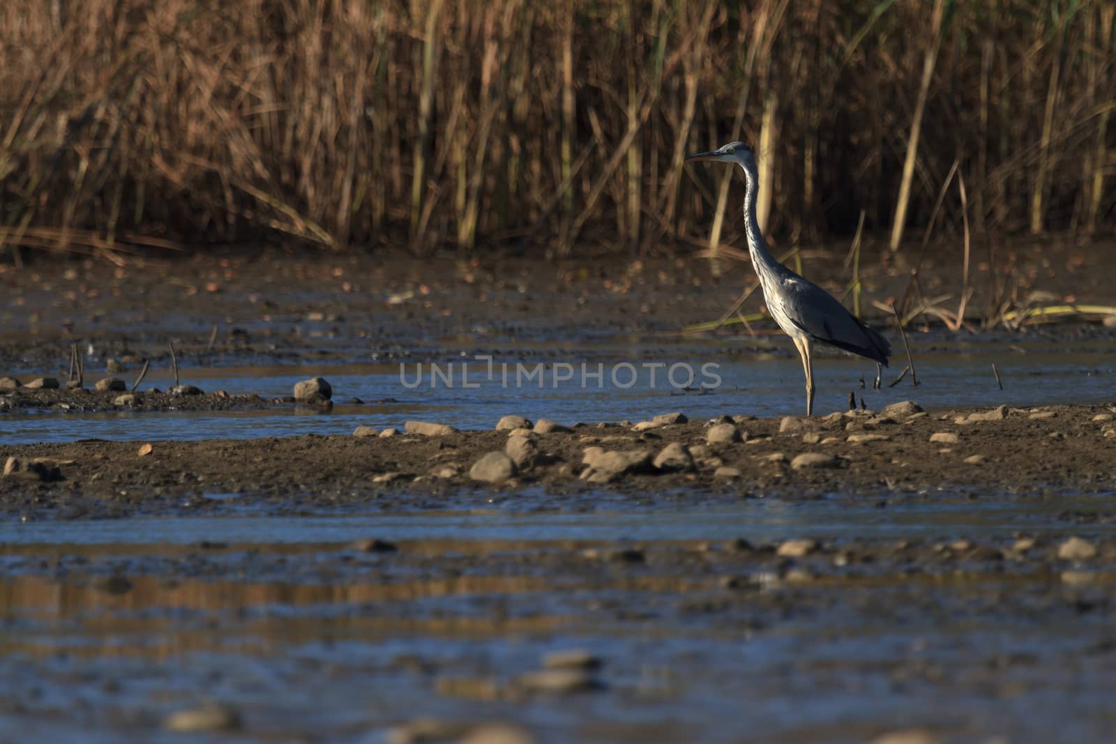 wild bird in natural habitat, nature series