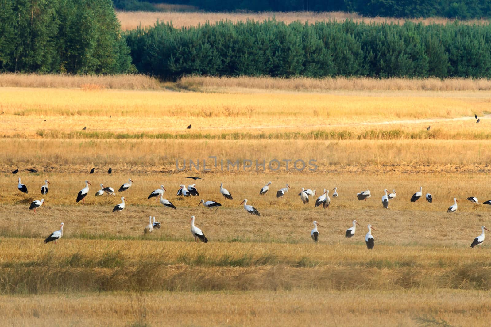 wild bird in their natural habitat, nature series