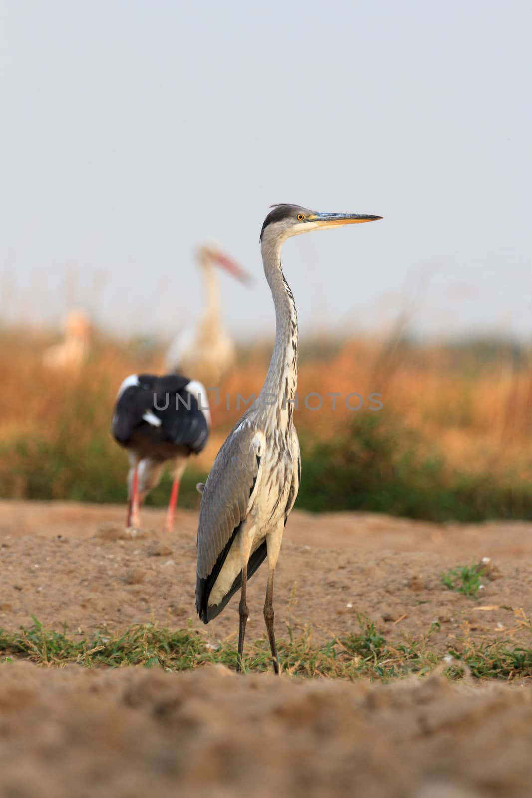wild bird in their natural habitat, nature series