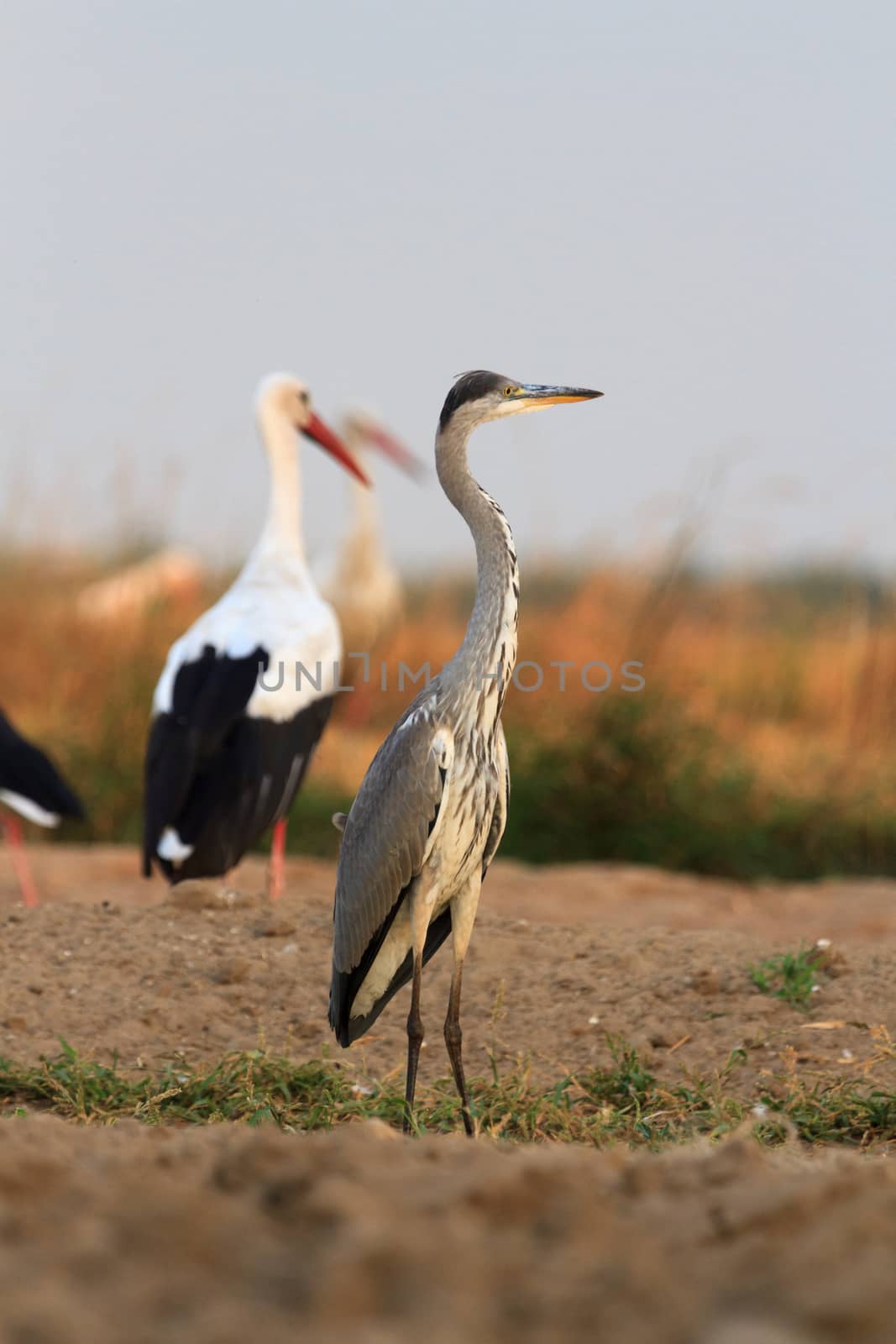wild bird in their natural habitat, nature series