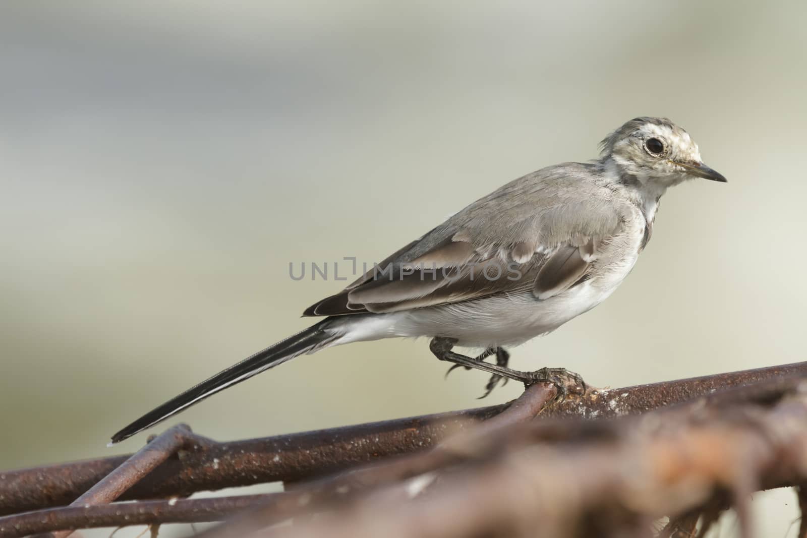 wild bird in natural habitat, nature series