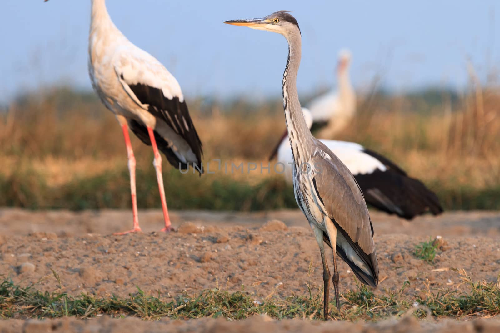 wild bird in their natural habitat, nature series