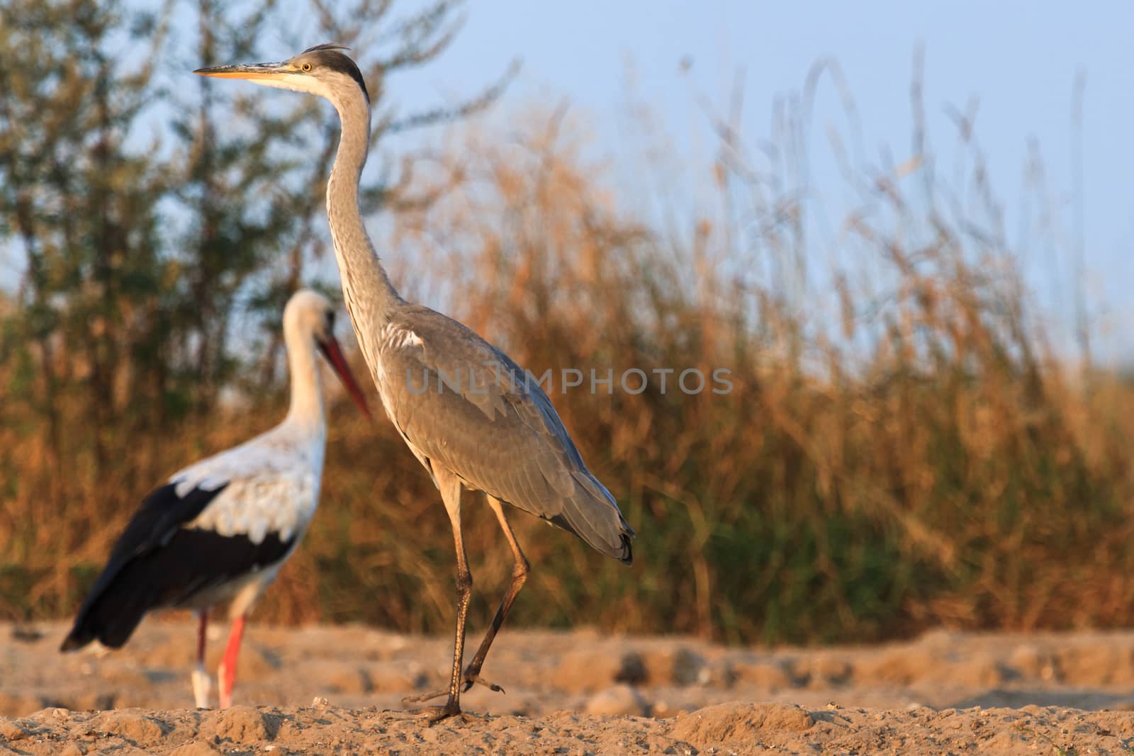 wild bird in their natural habitat, nature series