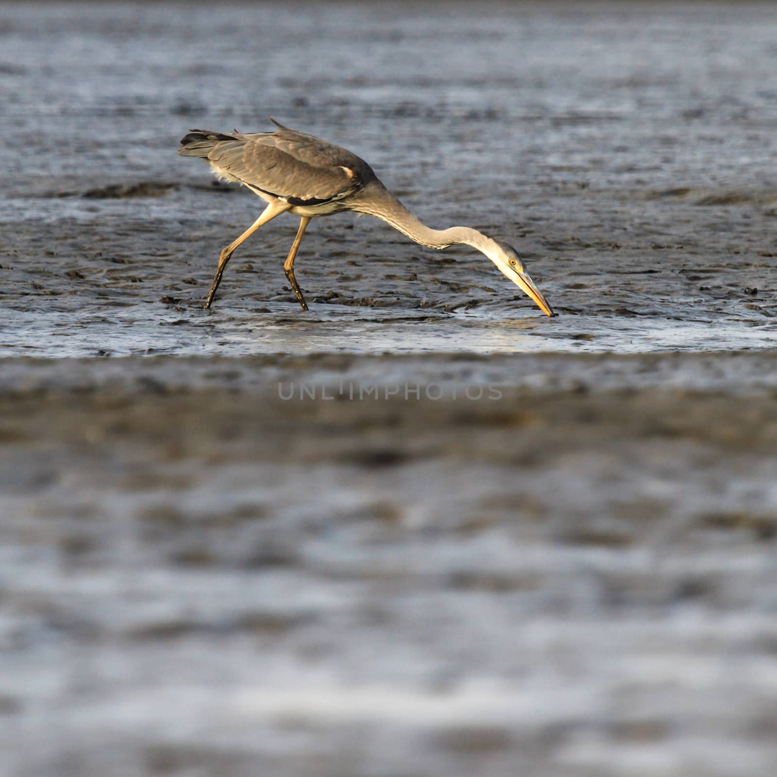 wild bird in natural habitat, nature series