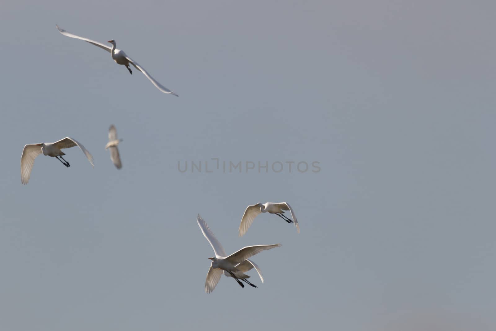 wild bird in natural habitat, nature series