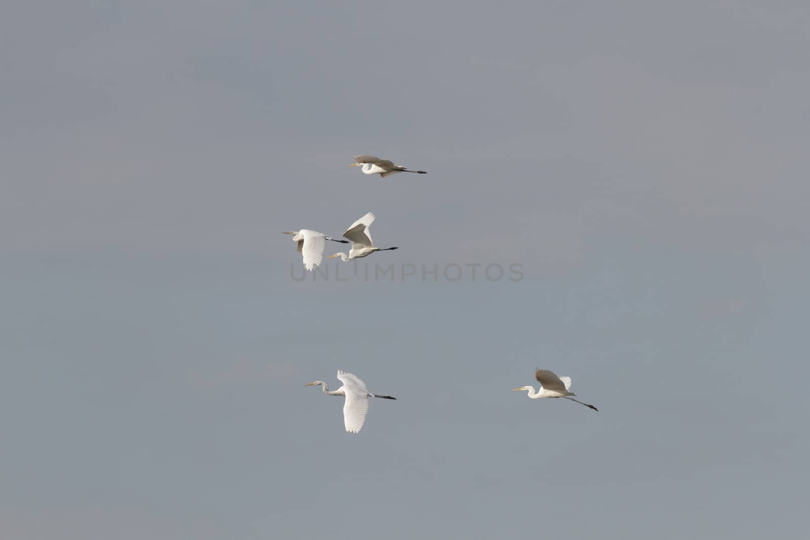 wild bird in natural habitat, nature series