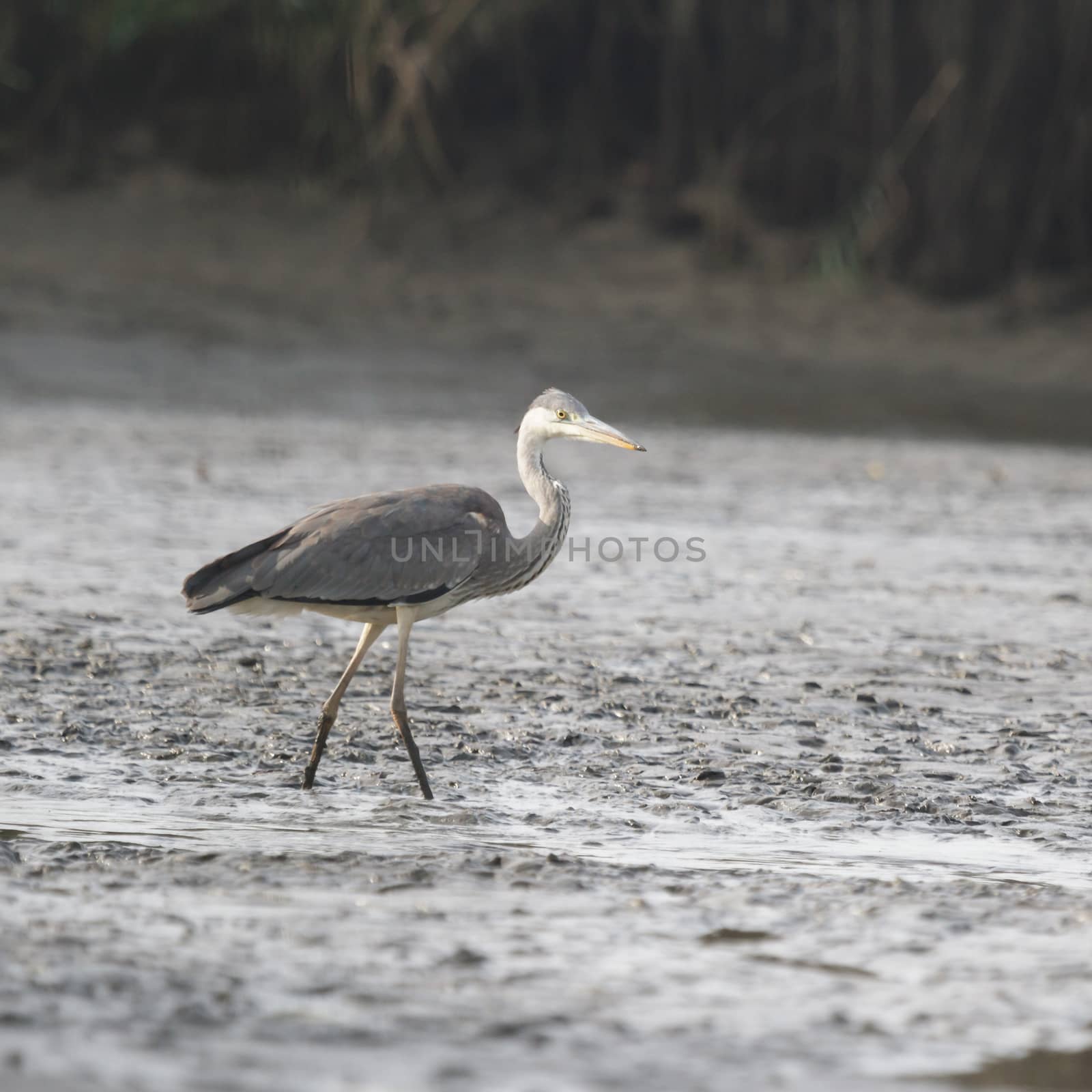 wild bird in natural habitat, nature series