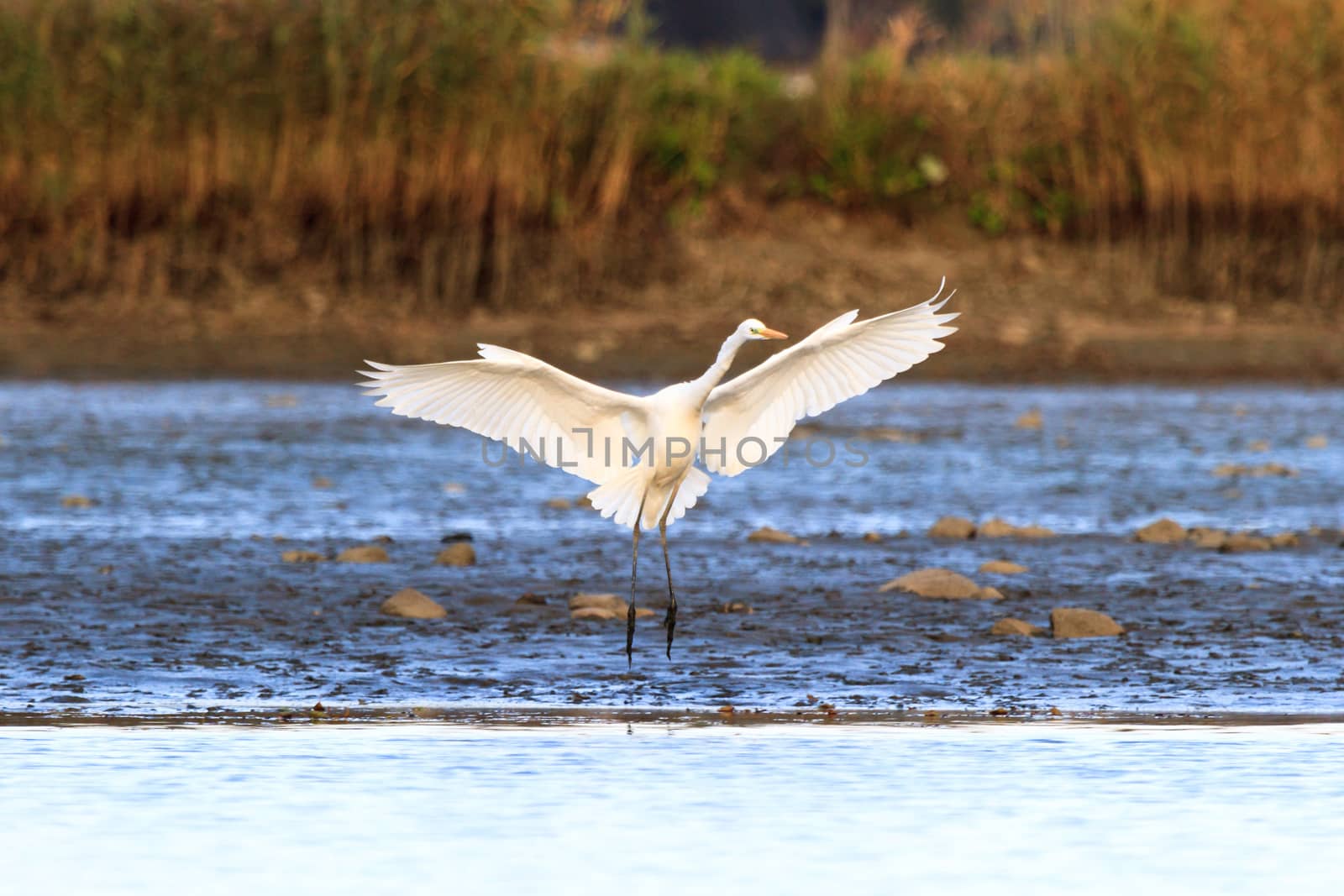 wild bird in natural habitat, nature series