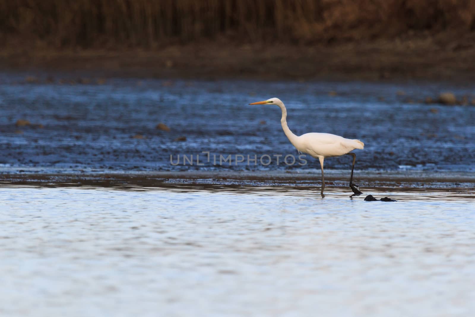 wild bird in natural habitat, nature series