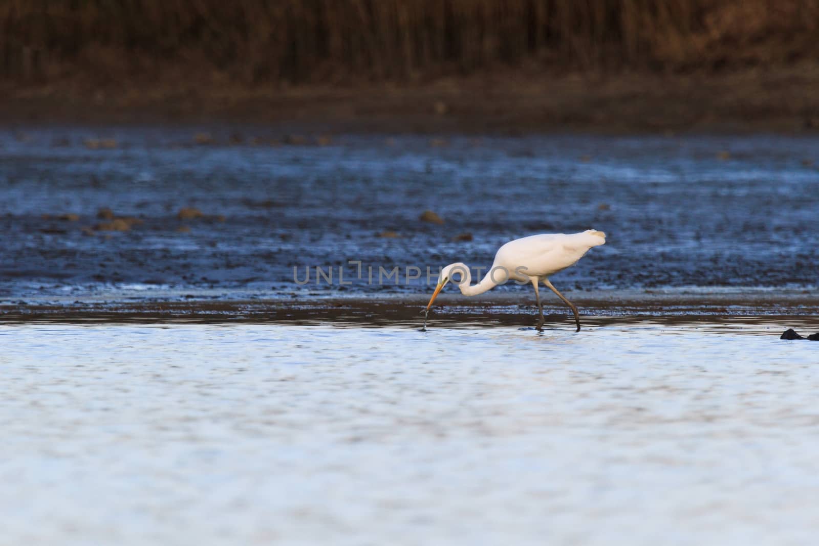 wild bird in natural habitat, nature series