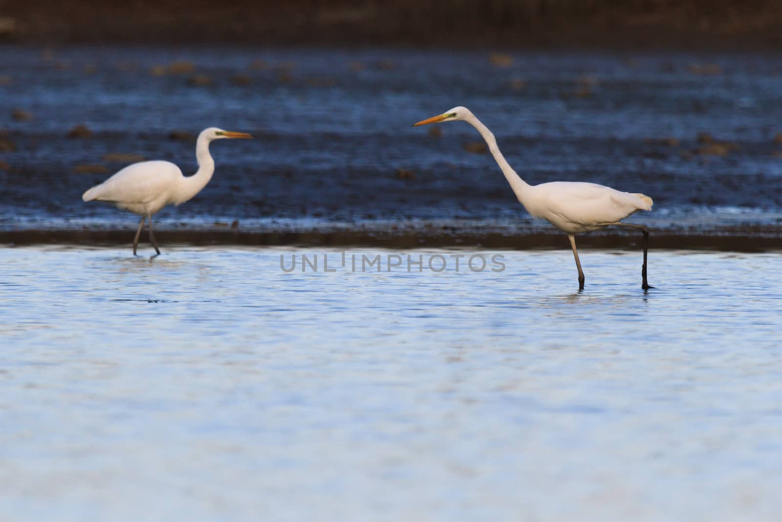 wild bird in natural habitat, nature series
