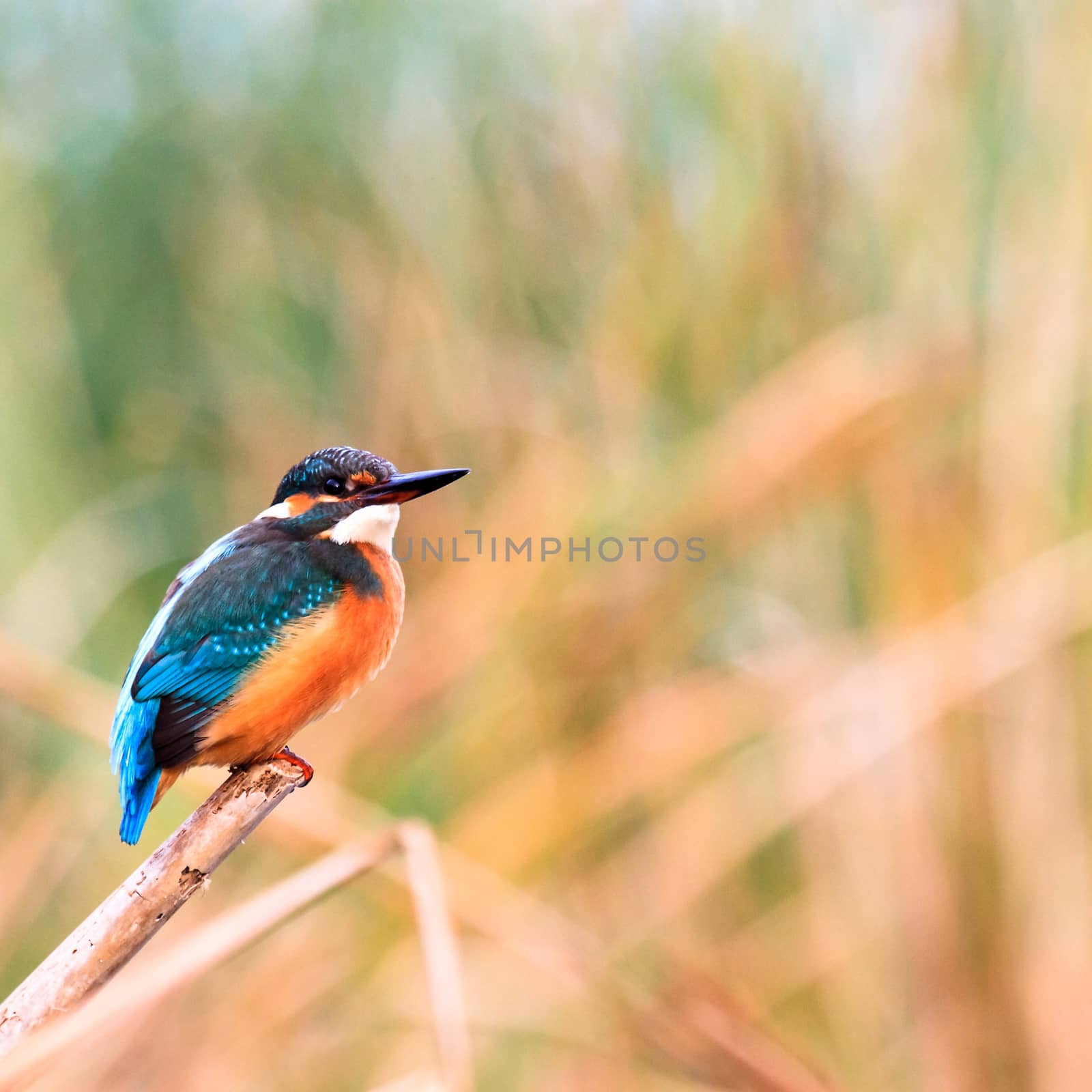 wild bird in natural habitat, nature series