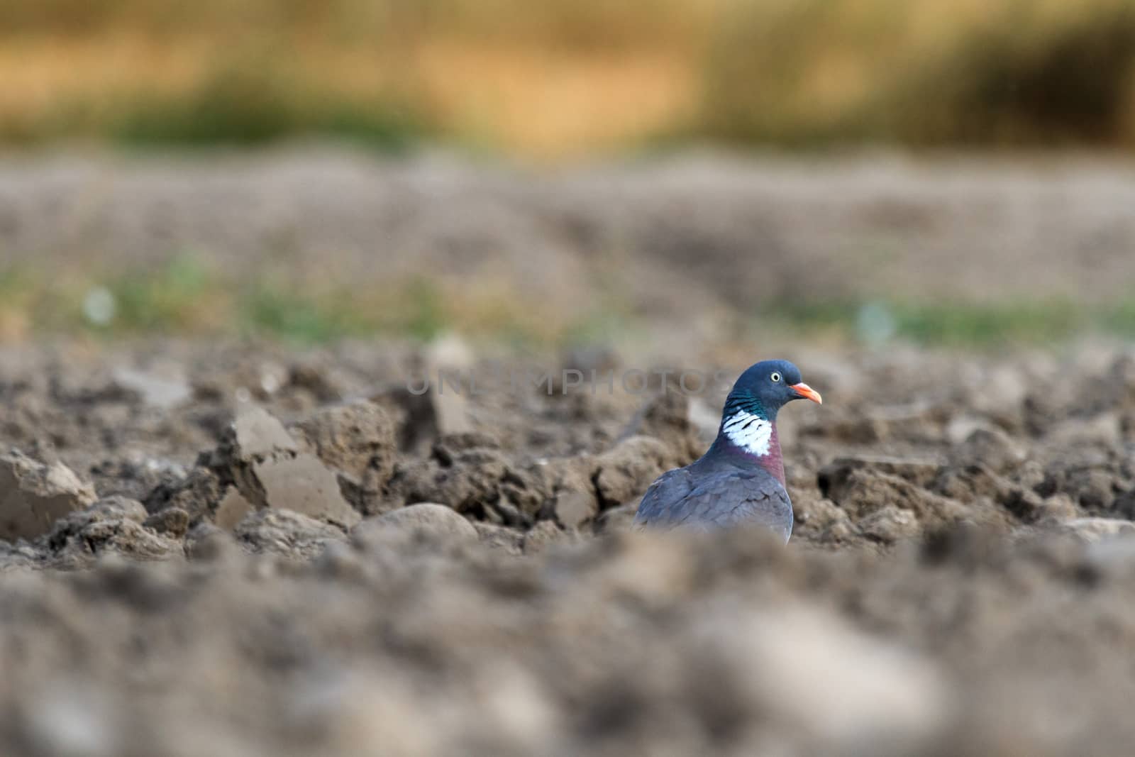 wild bird in their natural habitat, nature series