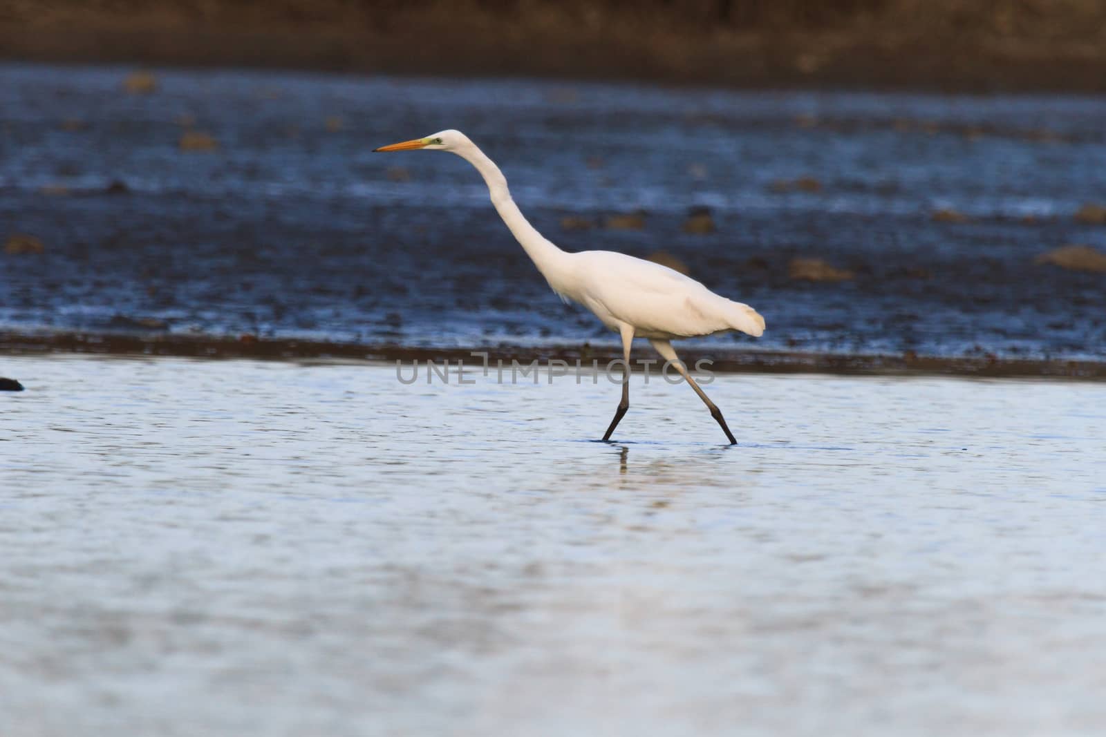 wild bird in natural habitat, nature series
