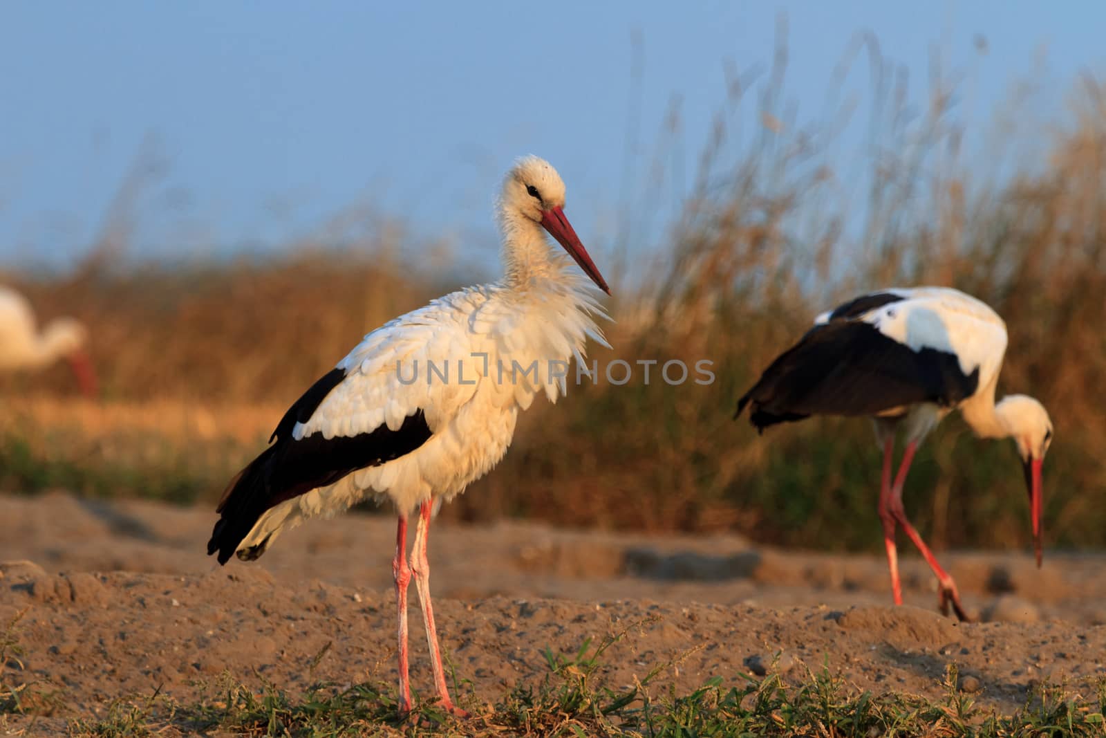 wild bird in their natural habitat, nature series