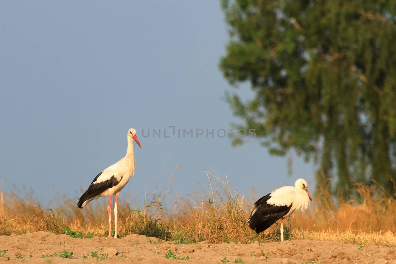 wild bird in their natural habitat, nature series