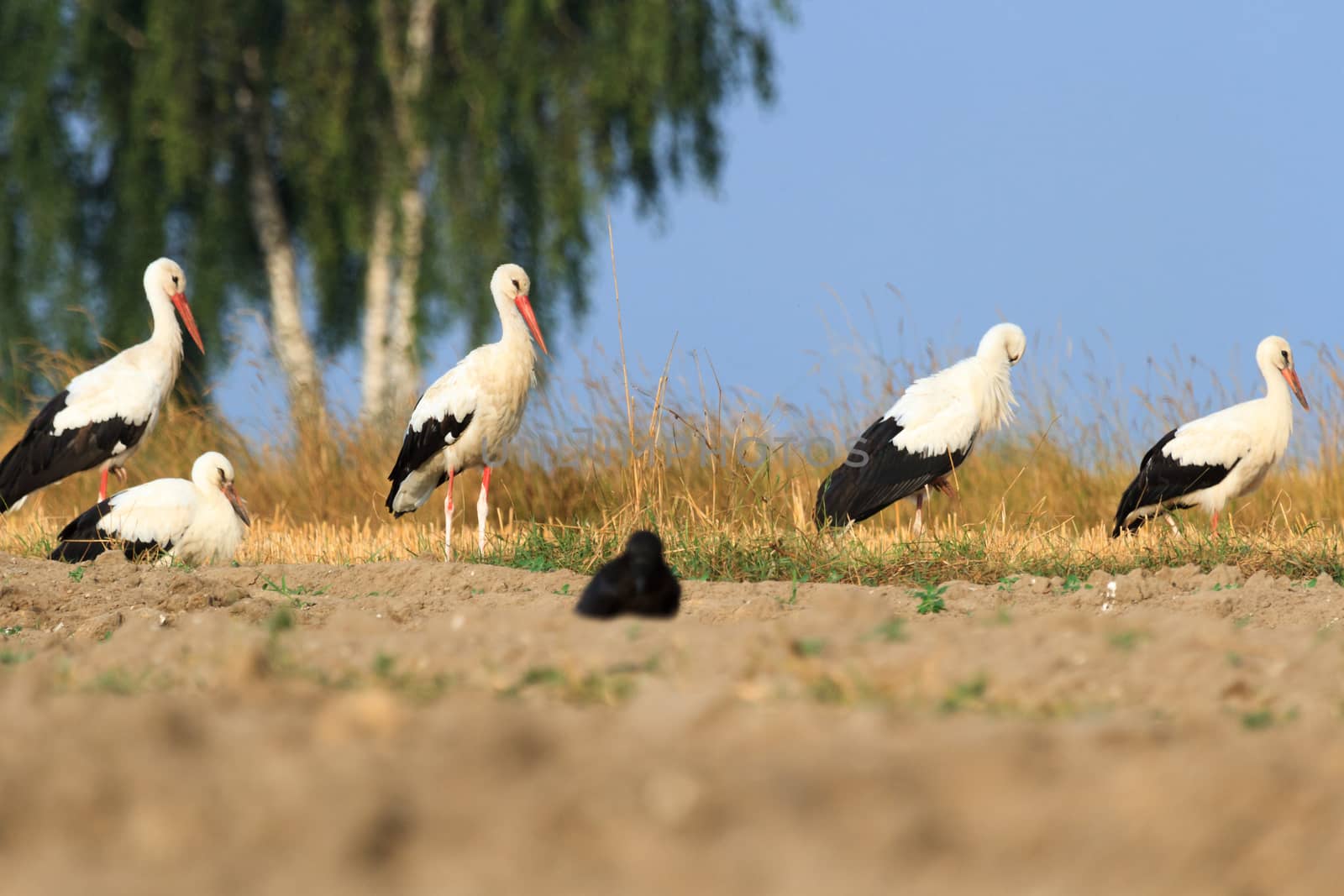 wild bird in their natural habitat, nature series