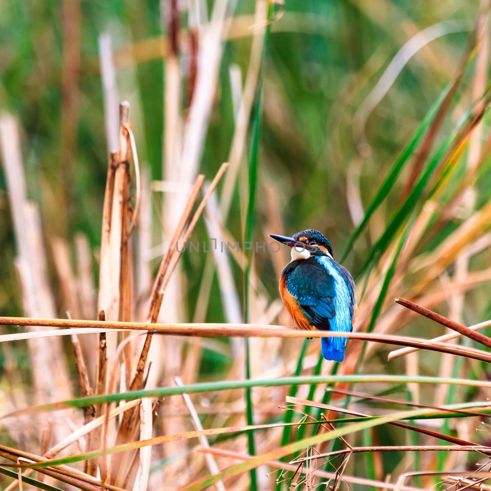 wild bird in natural habitat, nature series
