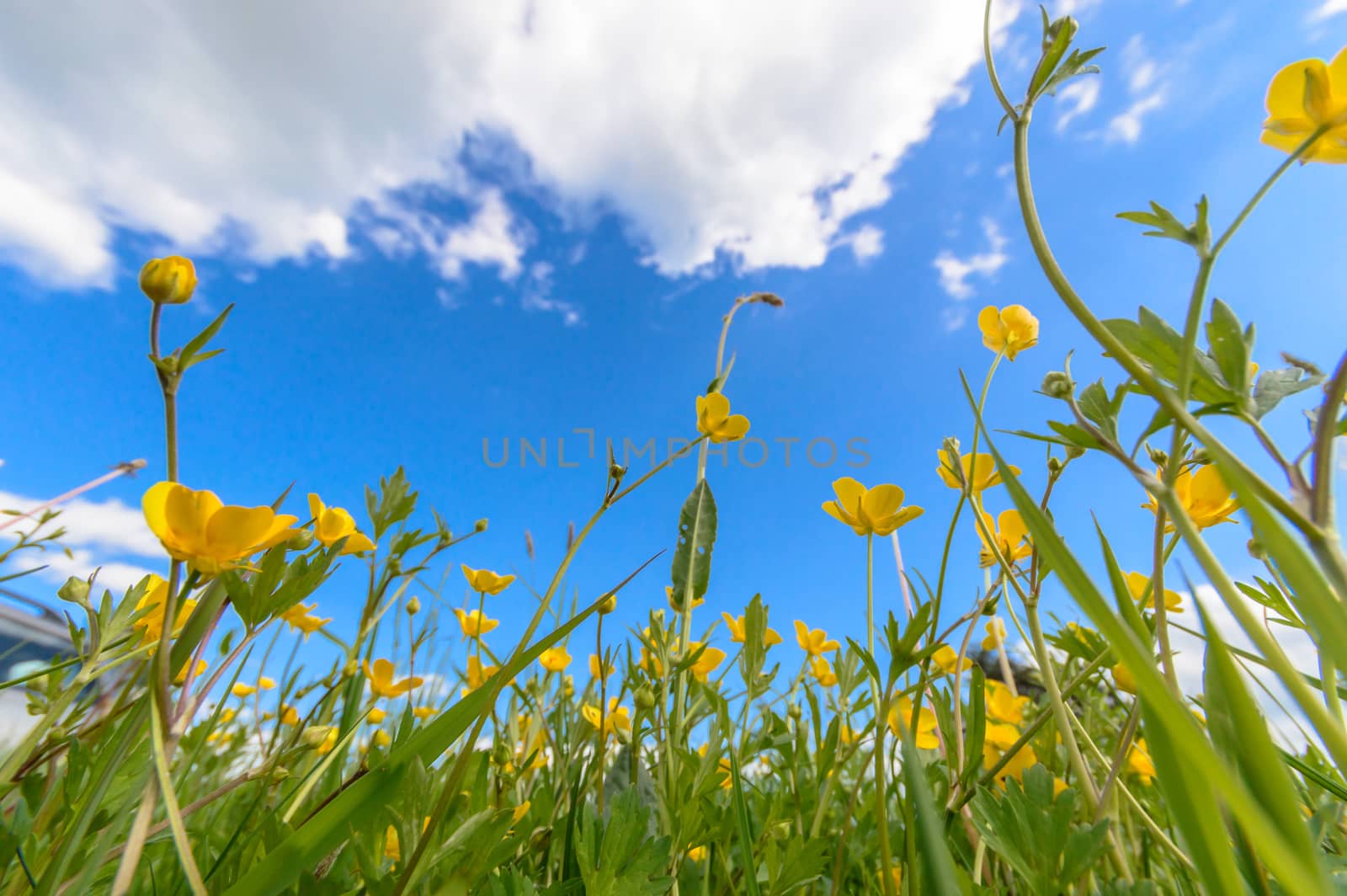 flowers as a colorful background, nature series