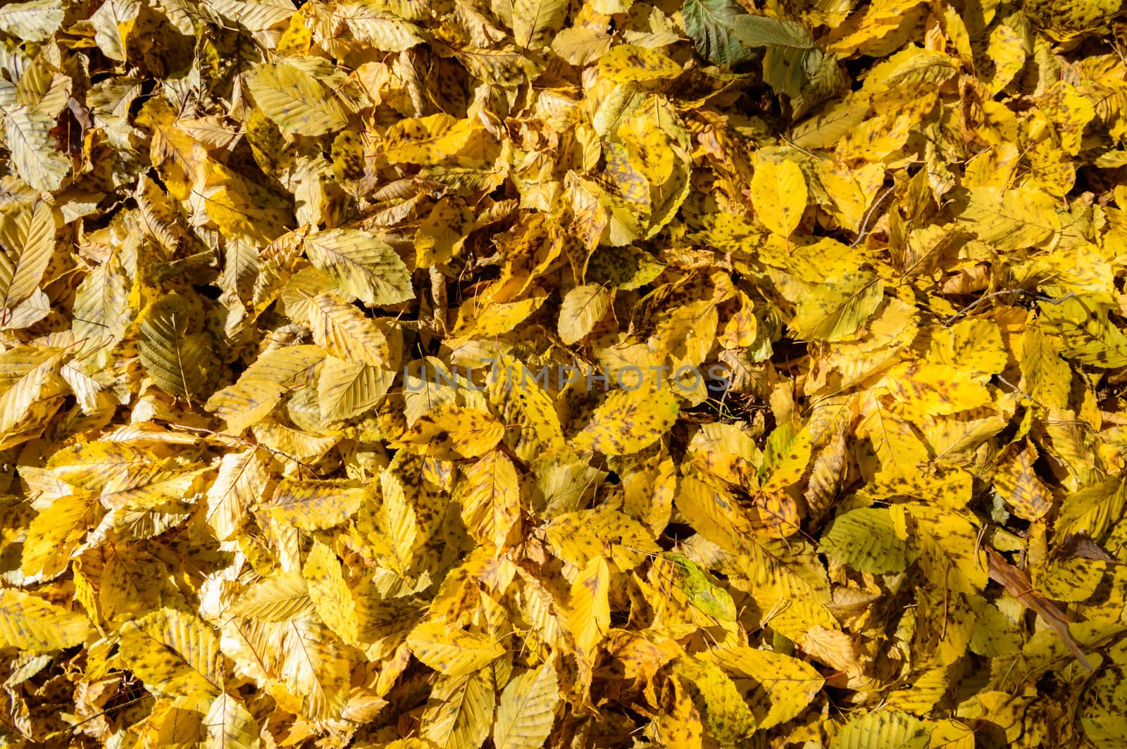 natural background with colored leaves, nature series