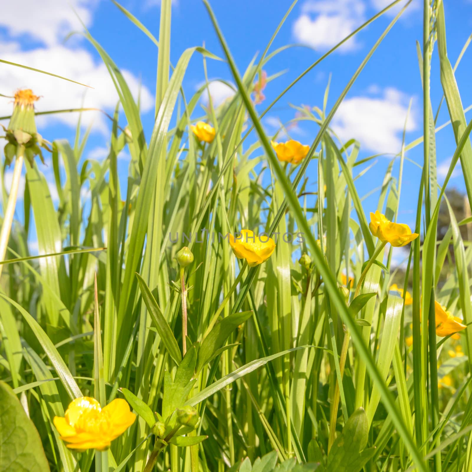 natural green colorful rural meadow, nature series