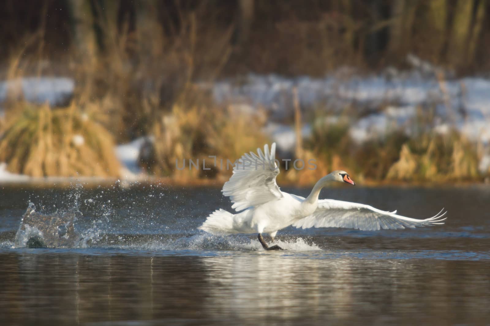 swan on blue lake water in sunny day, swans on pond, nature series