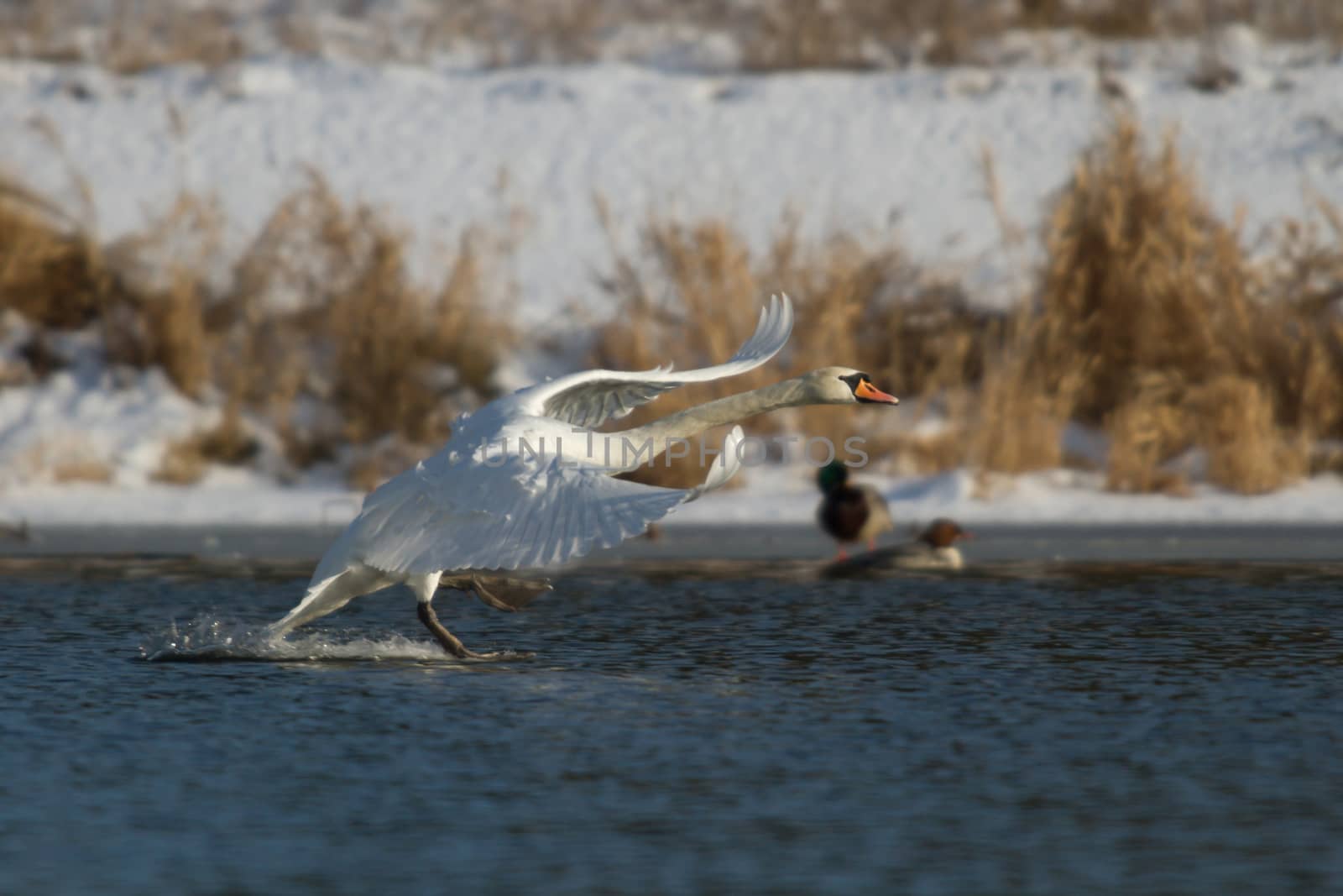 swan on blue lake water in sunny day, swans on pond, nature series
