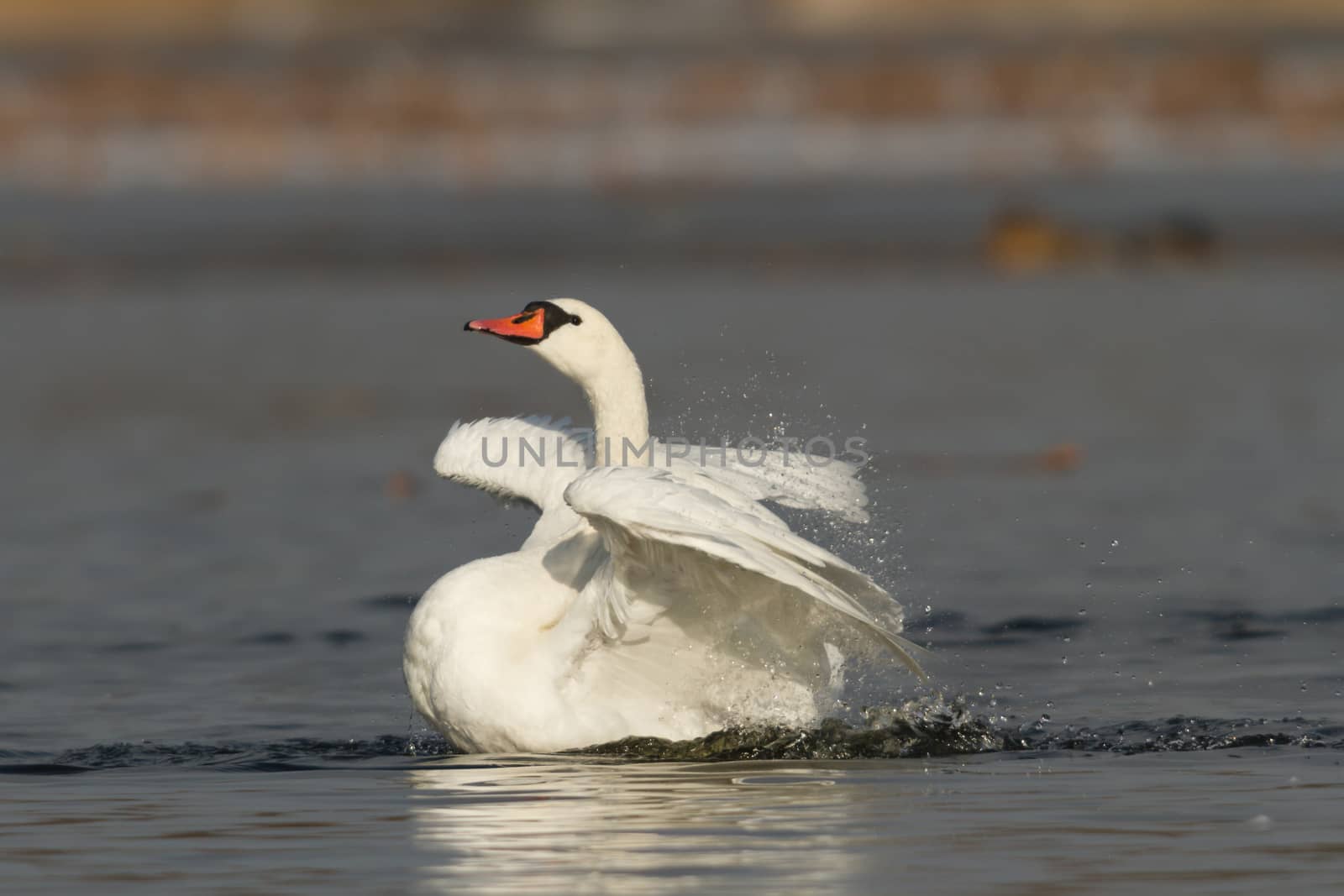 swan on blue lake water in sunny day, swans on pond, nature series