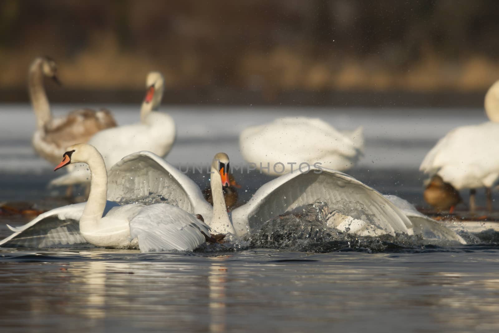 swan on blue lake water in sunny day, swans on pond, nature series