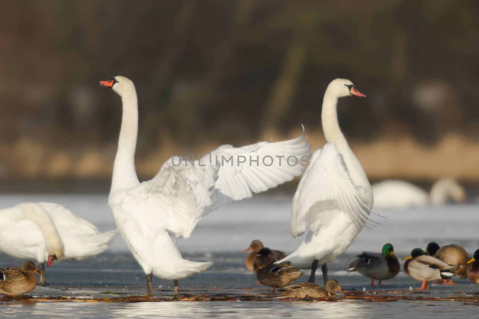 swan on blue lake water in sunny day, swans on pond, nature series