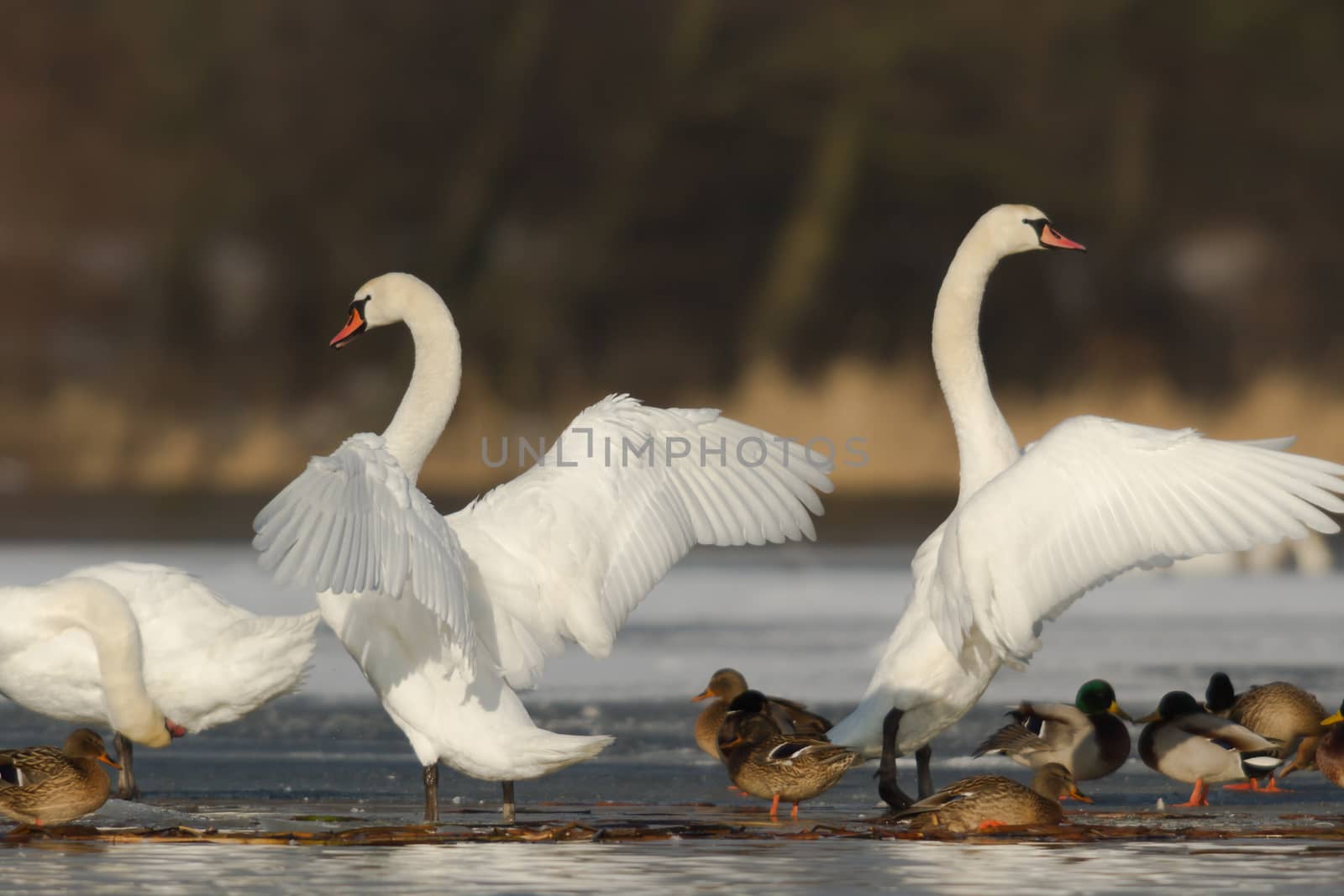 swan on blue lake water in sunny day, swans on pond, nature series