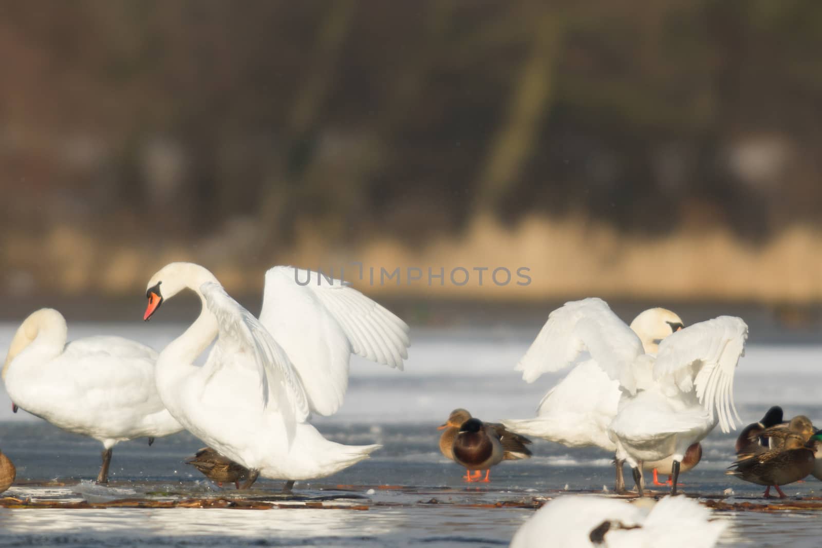 swan on blue lake water in sunny day, swans on pond, nature series