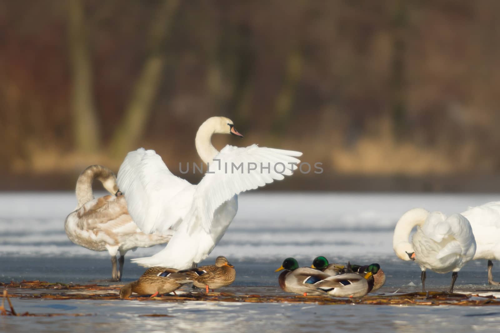 swan on blue lake water in sunny day, swans on pond, nature series