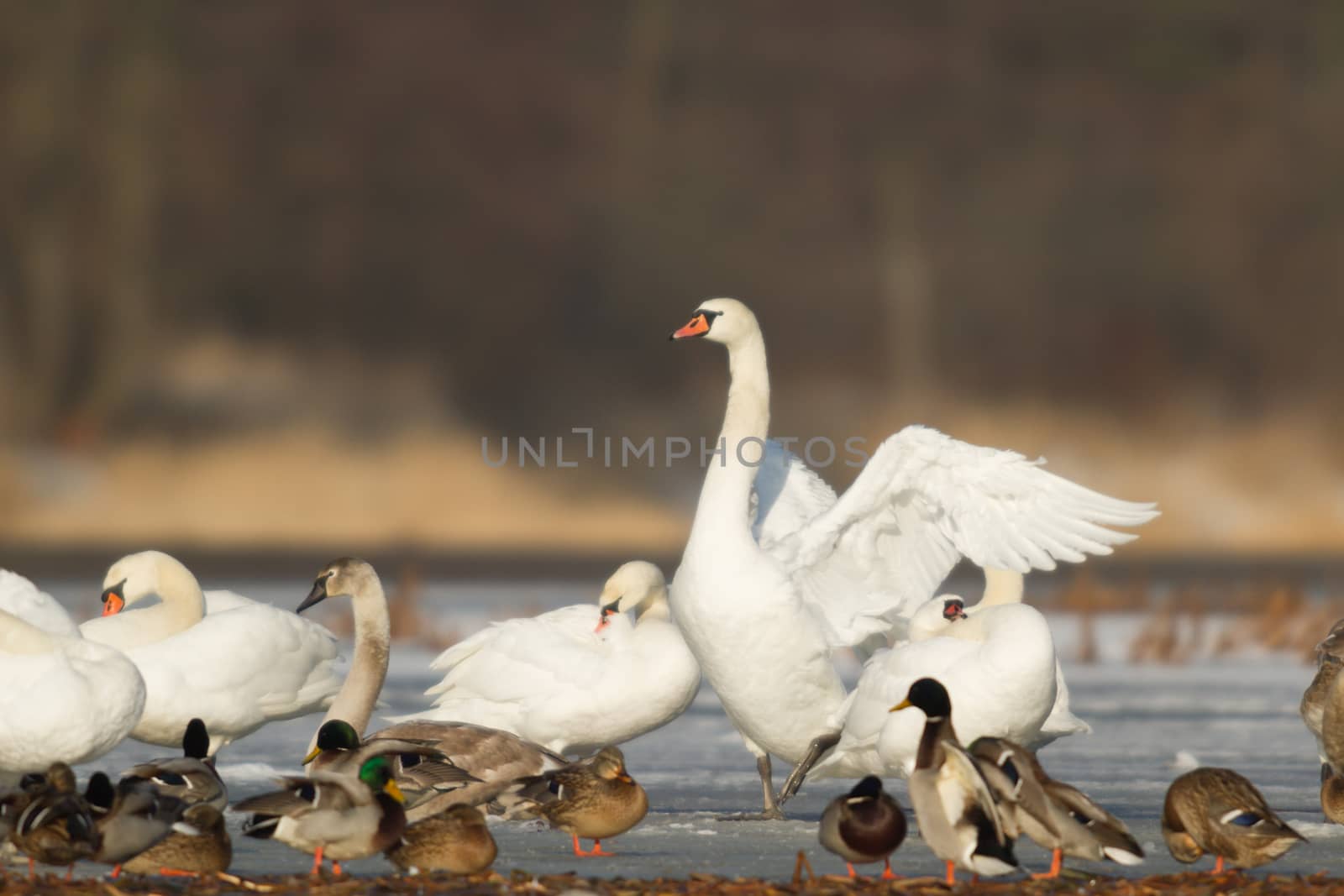 swan on blue lake water in sunny day, swans on pond, nature series