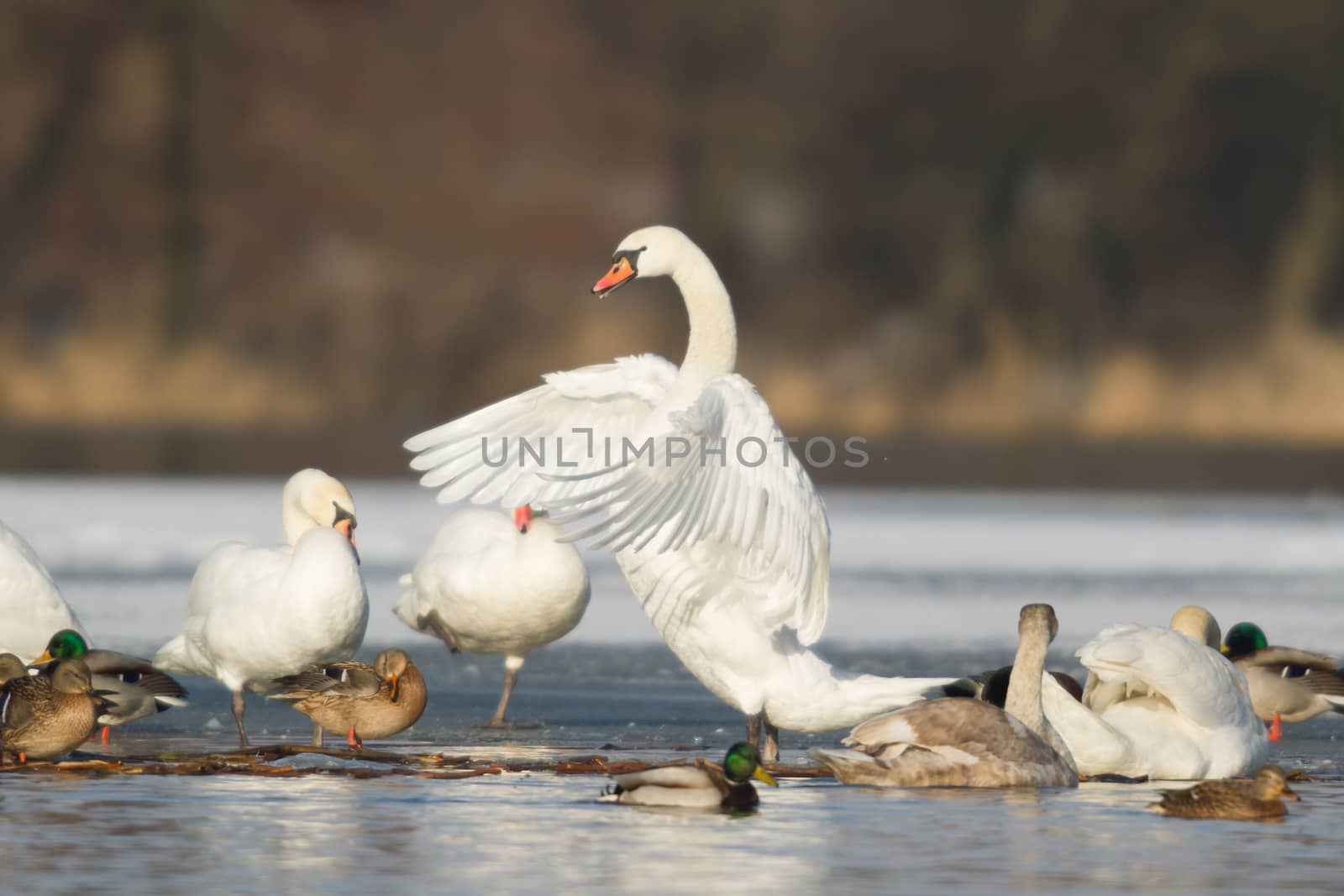 swan on blue lake water in sunny day, swans on pond, nature series