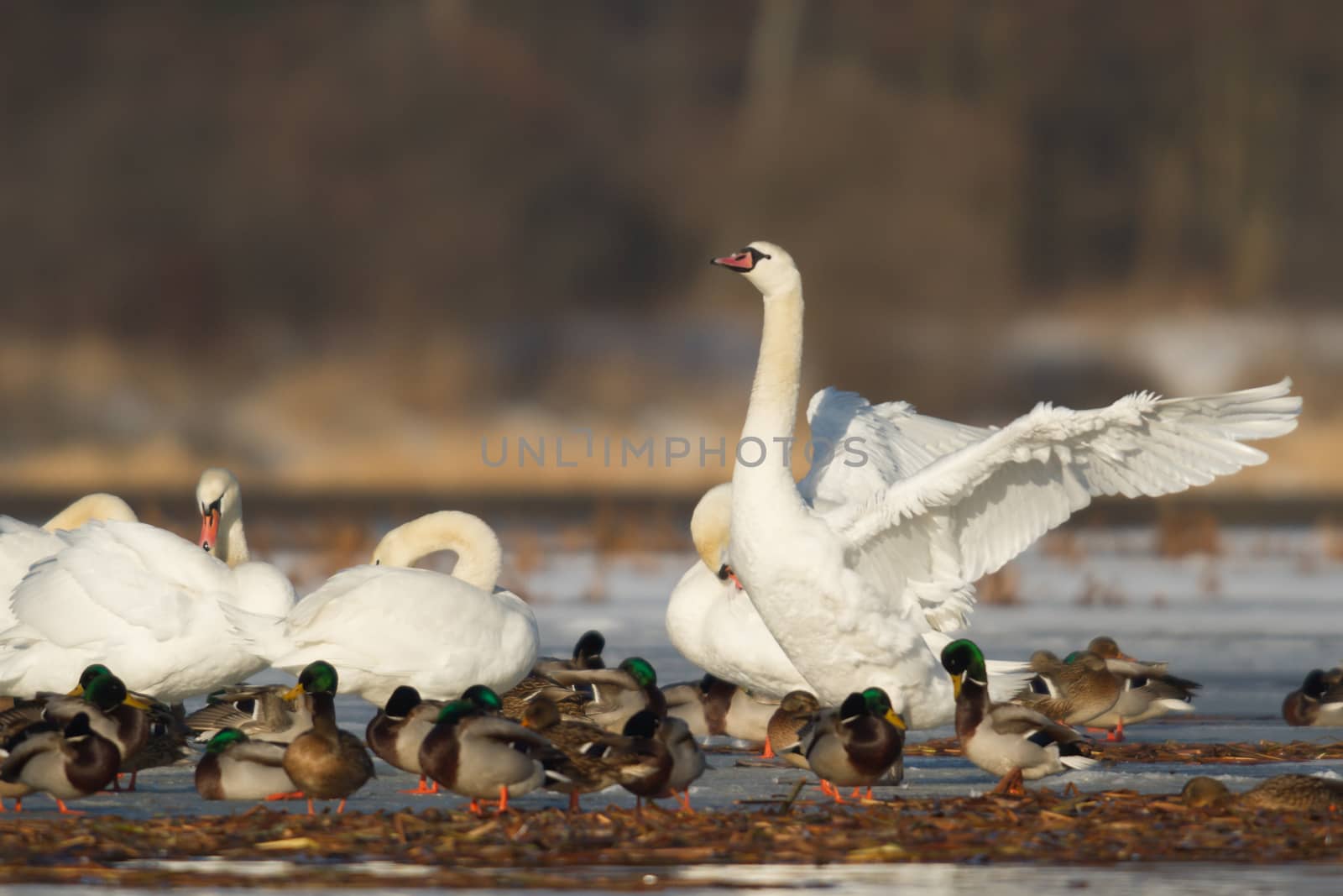 swan on blue lake water in sunny day, swans on pond, nature series