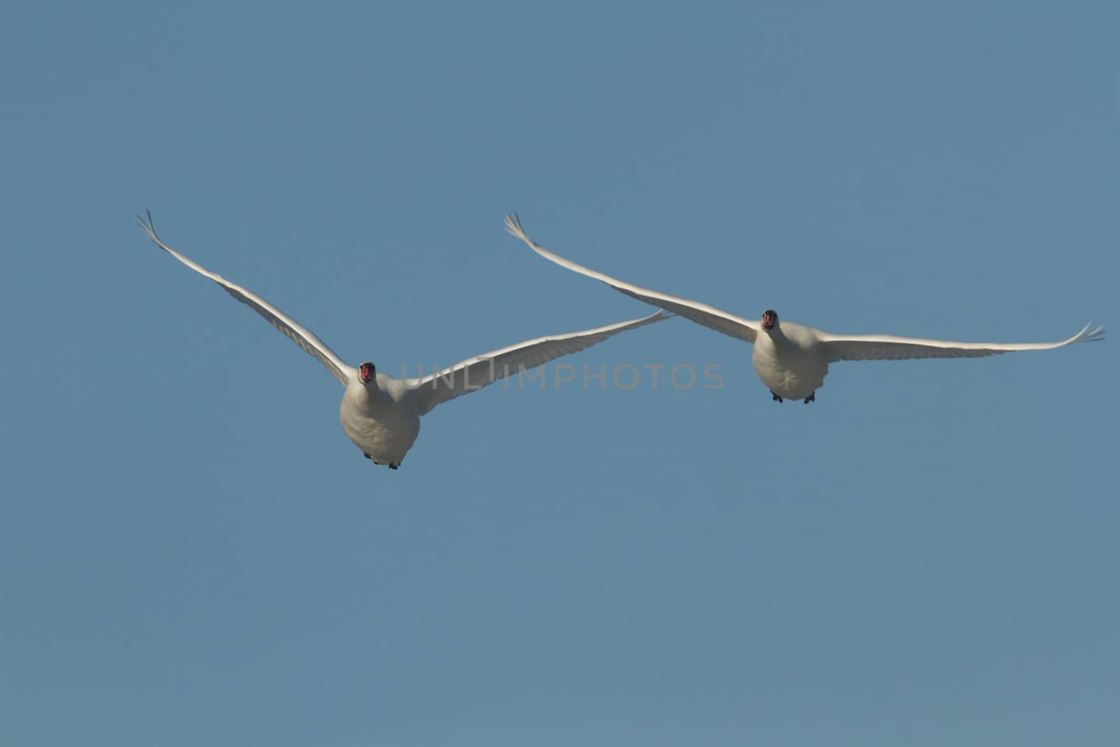 swan on blue lake water in sunny day, swans on pond, nature series