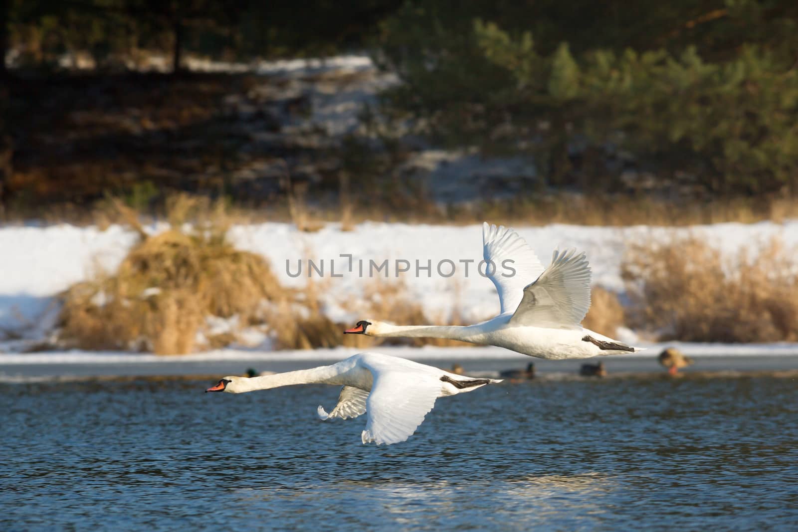 swan on blue lake water in sunny day, swans on pond, nature series