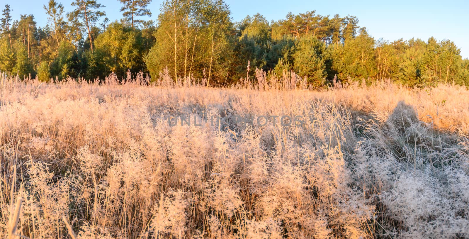 plants for natural background, nature series
